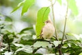 Streak-eared bulbul`s standÃ¢â¬â¹ing on branchesÃ¢â¬â¹ in the forest.